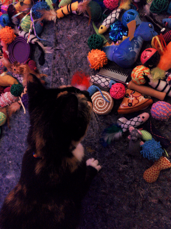 Cat exploring portrait background