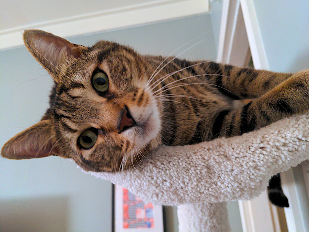 Brown tabby cat laying on shelf